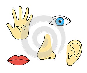 Human sense organs on a white background. Vector