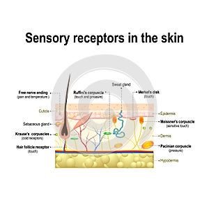 Human sensory system in the skin. photo