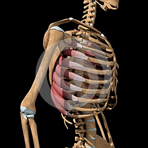 Human serratus anterior muscles on skeleton