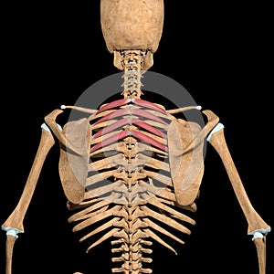 Human serratus posterior superior muscles on skeleton