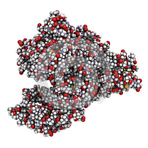 Human serum albumin protein, 3D rendering. Atoms are represented as spheres with conventional color coding: hydrogen (white),