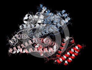 Human serum albumin protein, 3D rendering. Cartoon