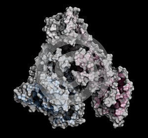 Human serum albumin protein, 3D rendering. Cartoon representation combined with semi-transparent surfaces.