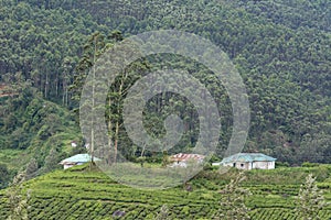 Human settlements in the tea estates of Munnar,Kerala,India