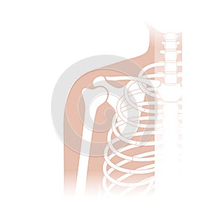 Human shoulder joint anatomy.