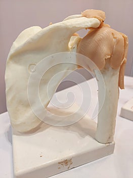 Human shoulder joint , showing scapula ,humerus and capsular ligament and deltoids ligament, a model representation photo
