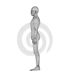 Human side view. Wireframe model with lines on white background
