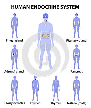 Human silhouette with endocrine glands. icons set