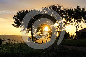 Human silhouette and trees against sunset