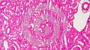 Human simple cuboidal epithelium in section magnified under microscope in 200 times