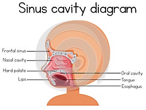 Human Sinus Cavity Diagram