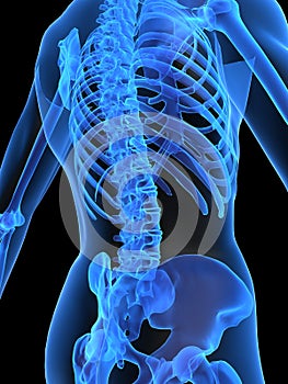 Human skeletal back