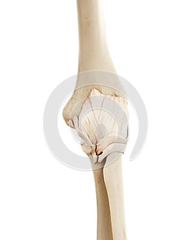 The human skeletal elbow