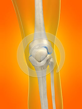 Human skeletal knee