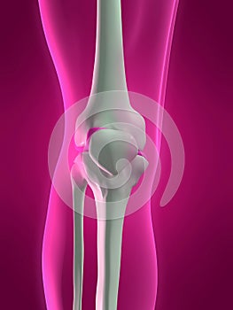 Human skeletal knee
