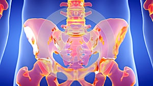 The human skeletal sacrum