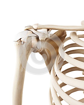 The human skeletal shoulder