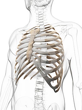 Human skeletal thorax