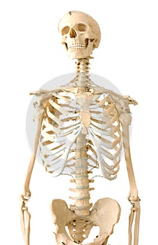 Human skeleton