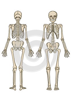 Human skeleton in