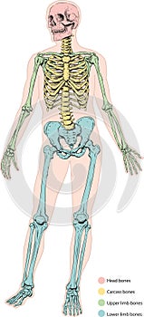 Uomo scheletro 
