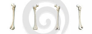 Human skeleton, 3D artwork, Bones Anatomy View,femur, white background, 3D rendering