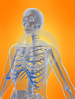 Human skeleton