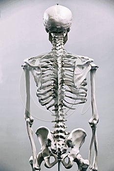 Human skeleton