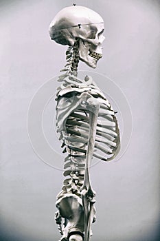 Human skeleton