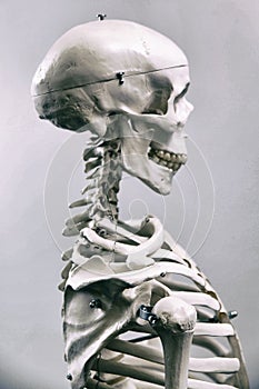 Human skeleton