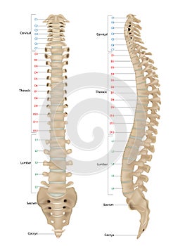 Human Skeleton Anatomy.Vertebral Column of Human Body Anatomy infograpic diagram including all vertebra cervical