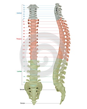 Human Skeleton Anatomy.Vertebral Column of Human Body Anatomy diagram including all vertebra cervical thoracic lumbar