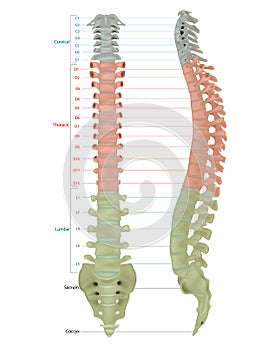 Human Skeleton Anatomy.Vertebral Column of Human Body Anatomy diagram including all vertebra cervical thoracic lumbar photo