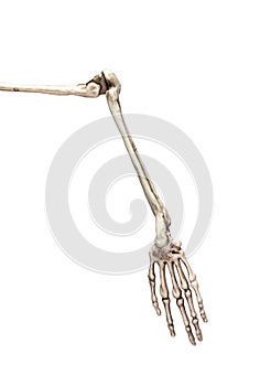 Human skeleton arm isolated on white background. Skeletal system anatomy, science, medical education concept.