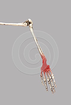 Human skeleton arm with red wrist. Sprain, fracture, arthritis consequences. Arm pain. Medical conditions, anatomy