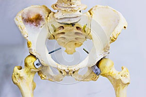 Human skeleton of articulated hip joint anatomy showing sacrum, hip bone, femur and lower lumbar vertebra photo