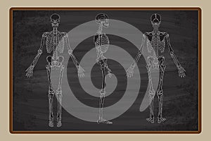 Human Skeleton Blackboard Drawing Vector