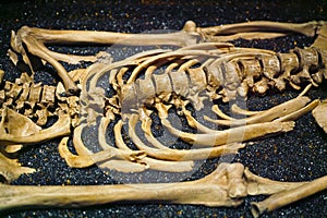 Human Skeleton Bones