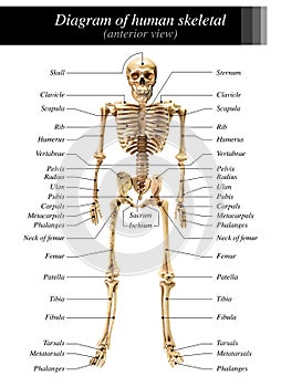 Human skeleton diagram