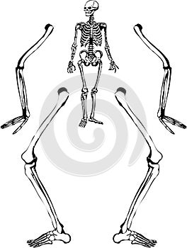 Human skeleton drawing