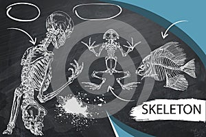 Human skeleton, fish and frog skeleton Human skeleton posing isolated over white background vector illustration. Black