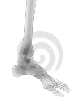 The human skeleton - the foot
