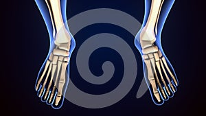 Human Skeleton Foot bones Anatomy. 3d illustration