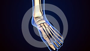 Human Skeleton Foot bones Anatomy. 3d illustration