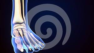 Human Skeleton Foot bones Anatomy. 3d illustration