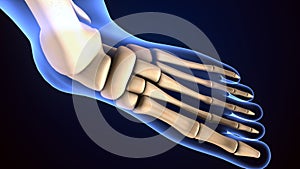 Human Skeleton Foot bones Anatomy. 3d illustration