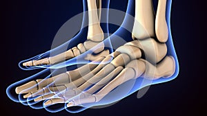 Human Skeleton Foot bones Anatomy. 3d illustration