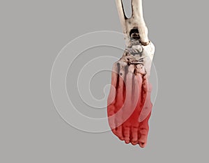 Human skeleton foot with red point at forefoot. Injury, excessive physical activity, ill-fitting shoes consequences photo