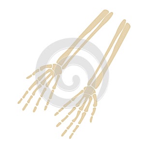 Human Skeleton Hand front side Silhouette. Isolated on White