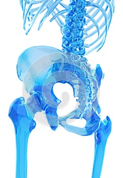 The human skeleton - the hip